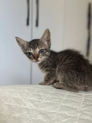 Doa-se filhotes de gato