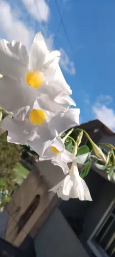 Linda Planta Trepadeira + Vaso Grande Ratan.