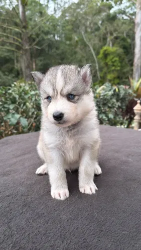Husky Wolly