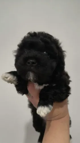 Poodle Toy Pretinho | Chama agora