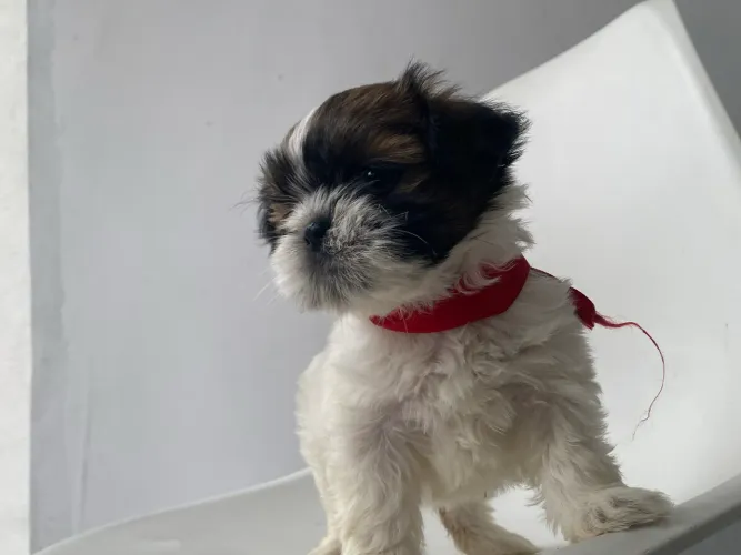 Fêmea shihtzu