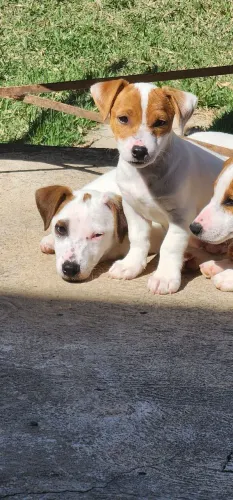 Filhotes de Jack Russell Terrier com Pedigree - Padrão de Excelência!