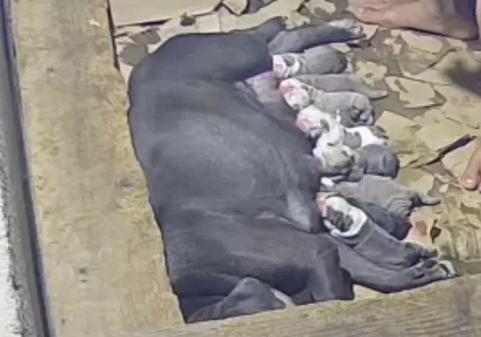 Buldogue campeiro filhote Bulldog