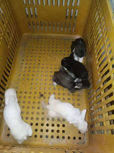 Vende-se filhotes de coelho mini Lion Head puros