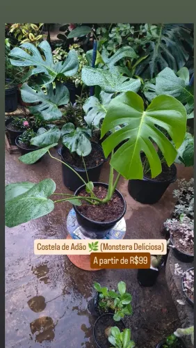 Costela de Adão