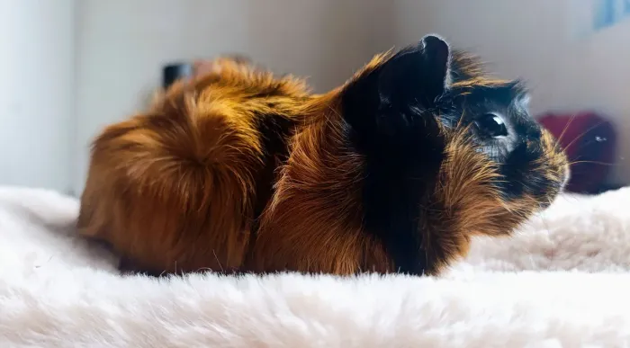 Porquinho da Índia abissínio 