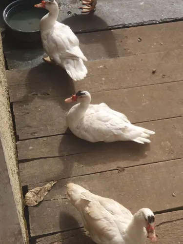 Pato novos 