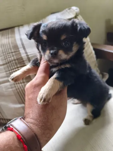Lindos machinhos Chihuahua pêlo longo e curto disponíveis!