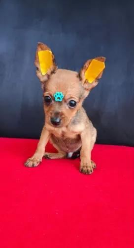 Pinscher, lindos bebes
