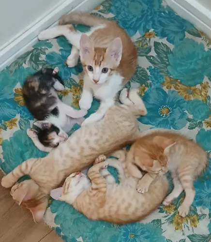 Adoção Responsável de Gatinhos - Anúncio 1