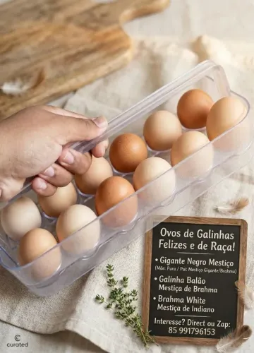 Ovos galados