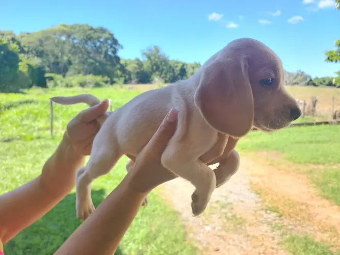 Filhote de Beagle o pequeno aventureiro que adora estar ao seu lado