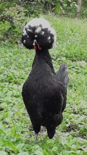 Polonesa 