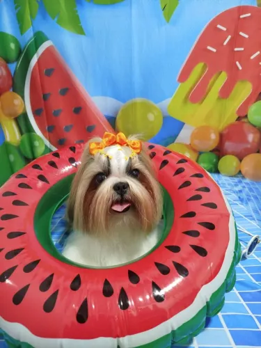 Vaga de emprego de banhista pet shop para 2 vezes na semana sexta e sabado jovem estudante