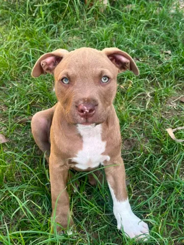 Pitbull macho 3 meses