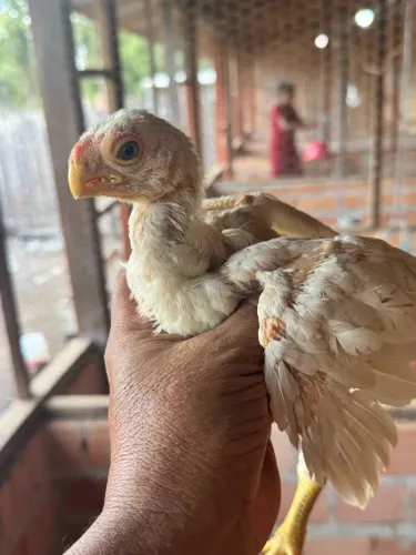 Frango Indio Gigante polaco bico curto