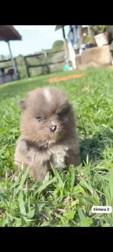Spitz alemão