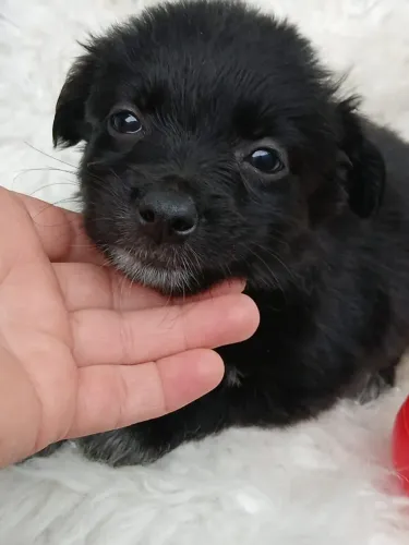 Cachorrinhos disponíveis para adoção responsável em Ribeirão Preto SP