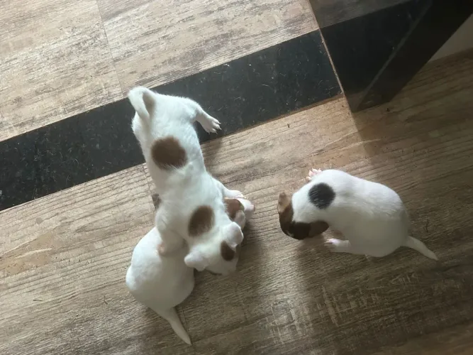 Filhotes de Jack Russeal 