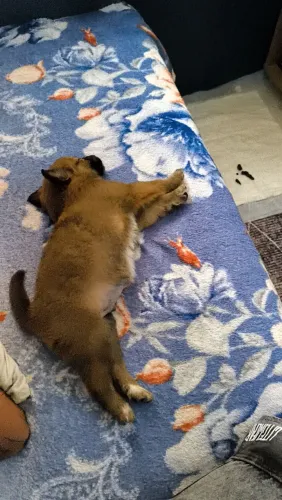 Doa-se Cachorro Filhote
