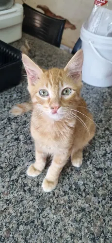 Gato macho come ração usa caixa de areia