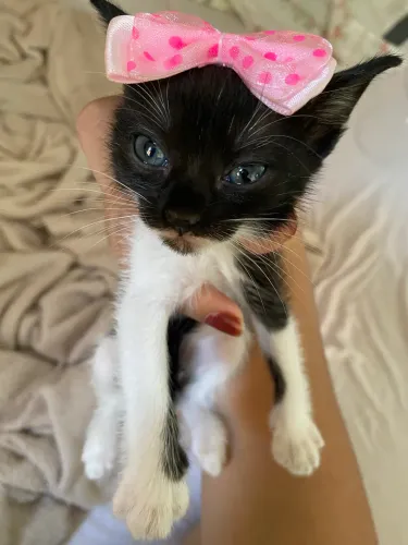 Doação gatas 