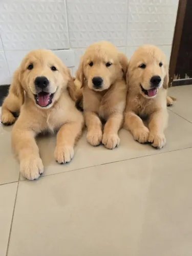 Filhotes de Golden Retrivier 