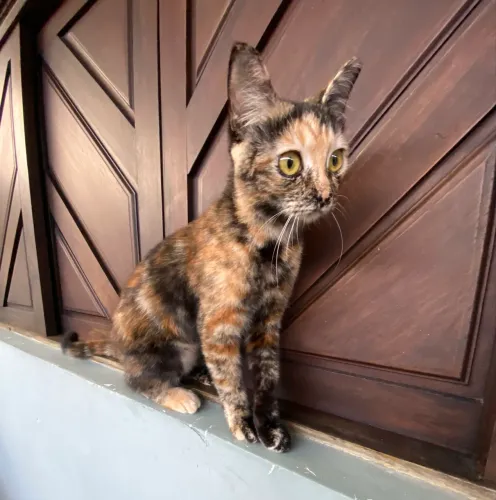 Adoção Fêmea 6 Meses CASTRADA Super Dócil 