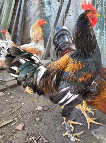 Lindo Galo Frango Jovem (6 meses) - Oportunidade Única!