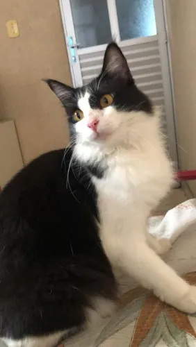 Doação de Linda gatinha frajola 