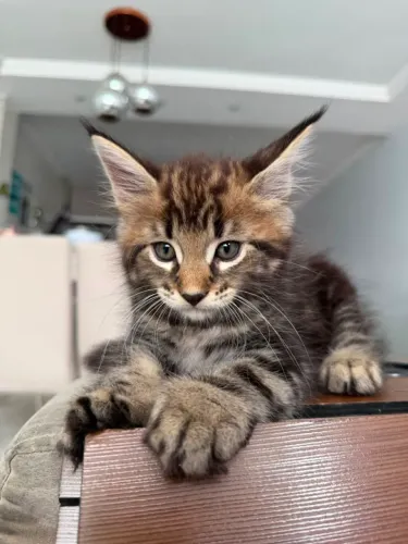 Manie Coon - MACHO 