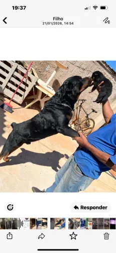 Vendo filhotes de rottweiler pedigree 
