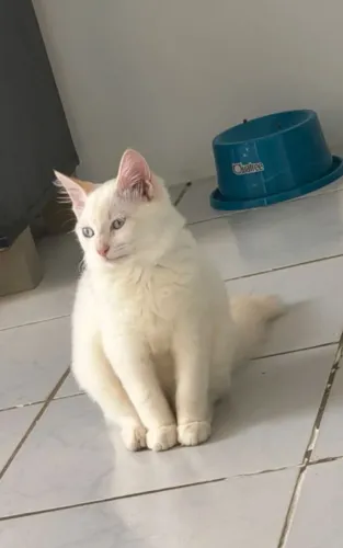 Gato macho Angorá de 5 meses