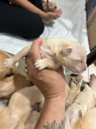 Lindos filhotes de Golden Retriever