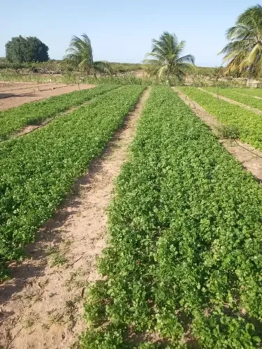 Granja com 7 hectares na região de Ceará Mirim