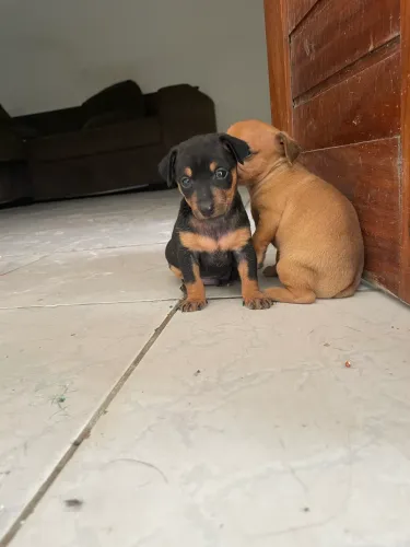 Vende-se filhotes de pinscher
