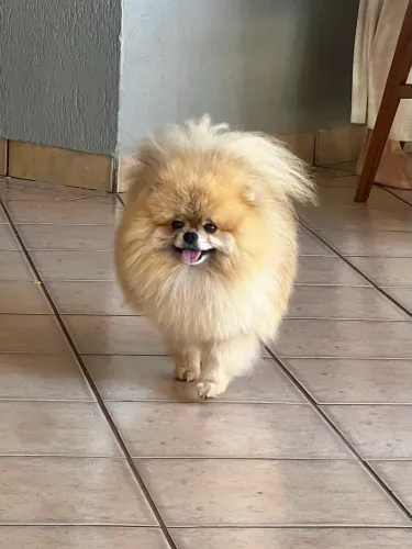 Vendo Lulu da Pomerania - spitz alemão macho reprodutor 