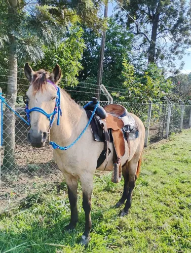 Cavalo Manso