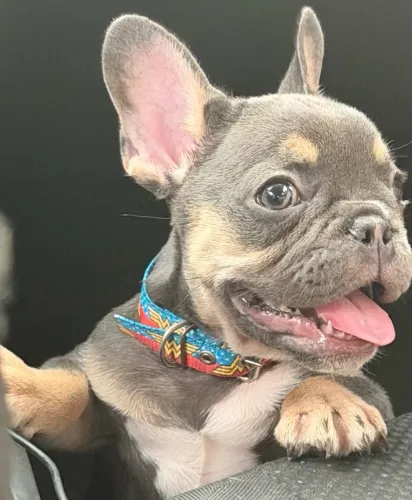 Bulldog Francês raro