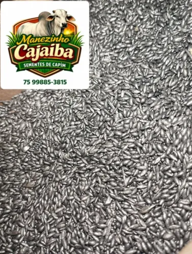 Sementes de capim