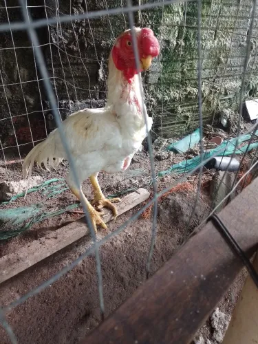 Asil bico curto