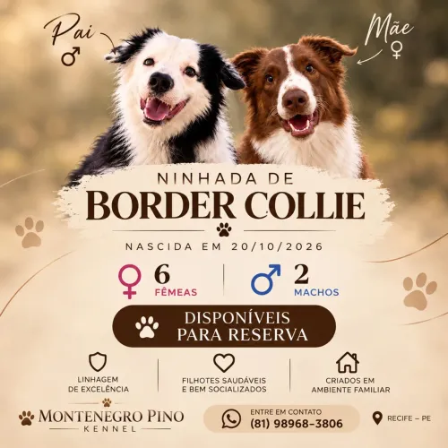 FILHOTES DE BORDER COLLIE