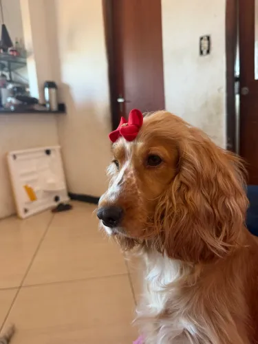 Cocker Spaniel inglês