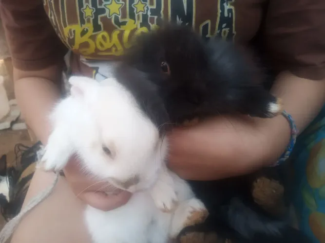 Coelhos filhotes