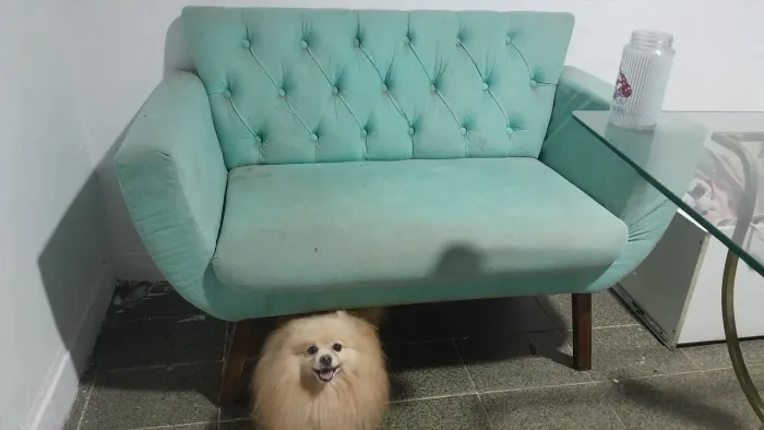 Sofa 230