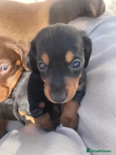 Filhote de cachorro Teckel/Dachshund/Salsicha/Salsichinha/Basset/Cofap fofos e atentos