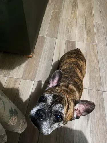 VENDO BULDOG FRANCÊS TIGRADO