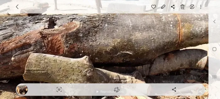 Tronco de Jatoba