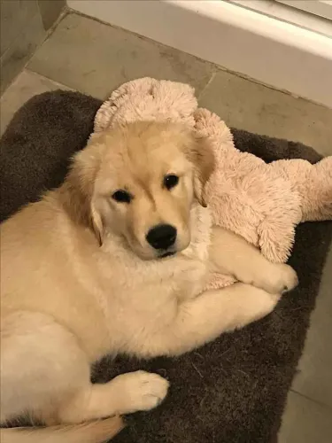 Filhote Golden Retriever, O presente perfeito para você e sua família tem quatro patas!