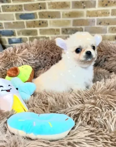 Chihuahua de pelo curto e pelo longo!